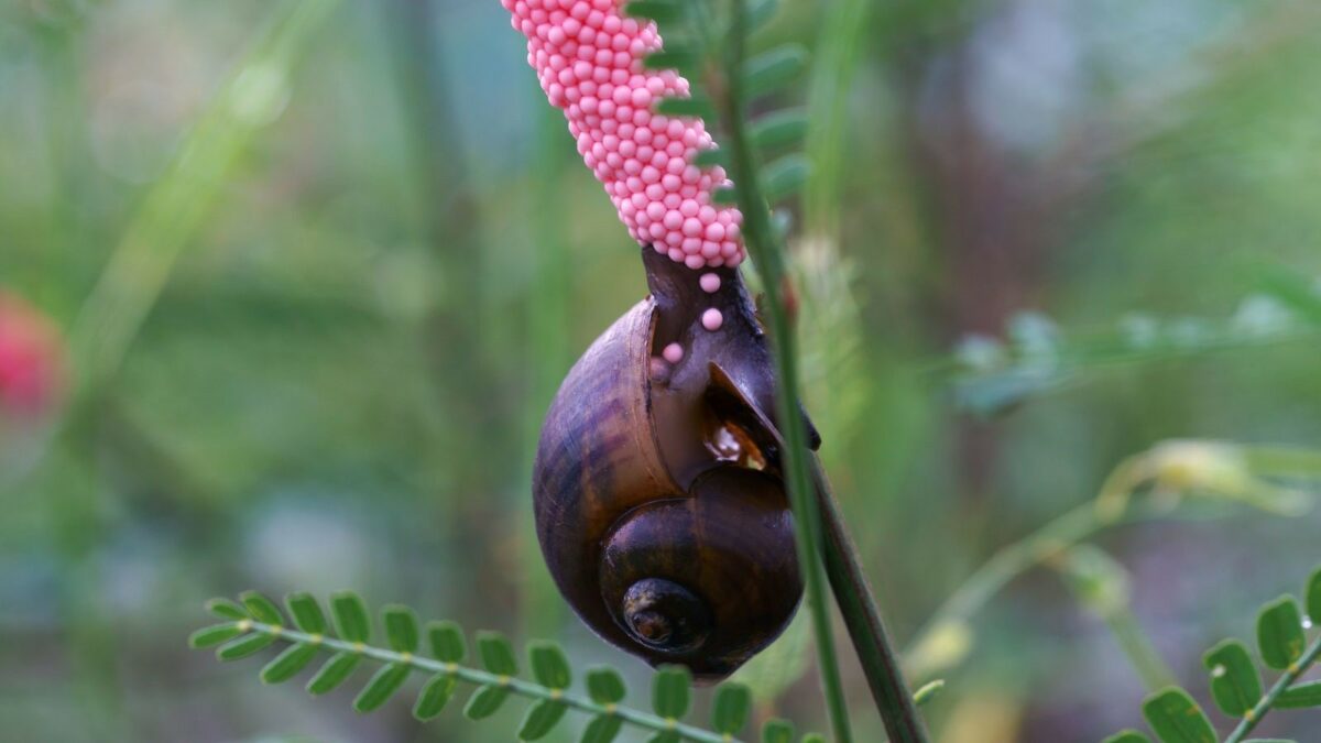 The Life Cycle Of The Invasive Apple Snail Invasive Species Blog