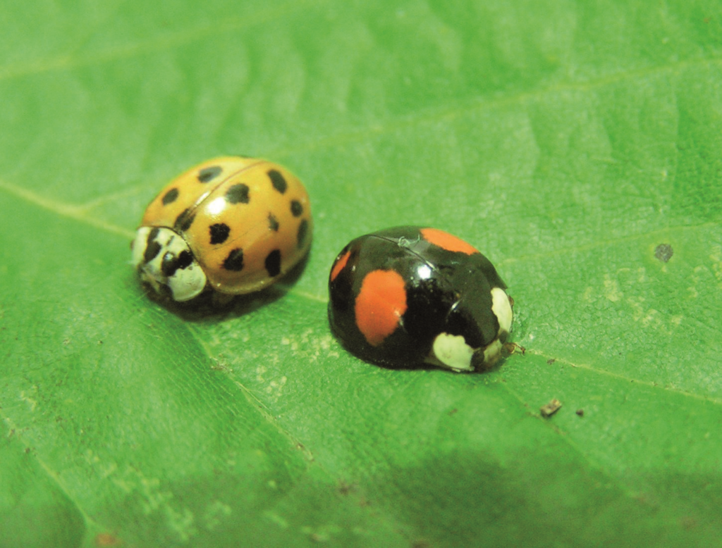 Invasive harlequin ladybirds