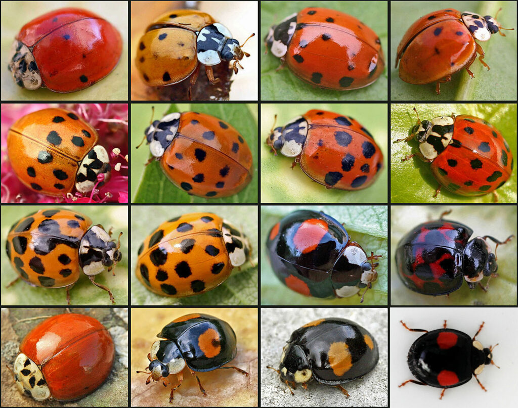 Invasive harlequin ladybirds