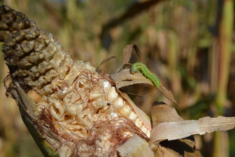 Fall armyworm Zambia