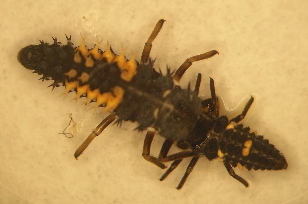 Invasive harlequin ladybirds, harlequin ladybird larva