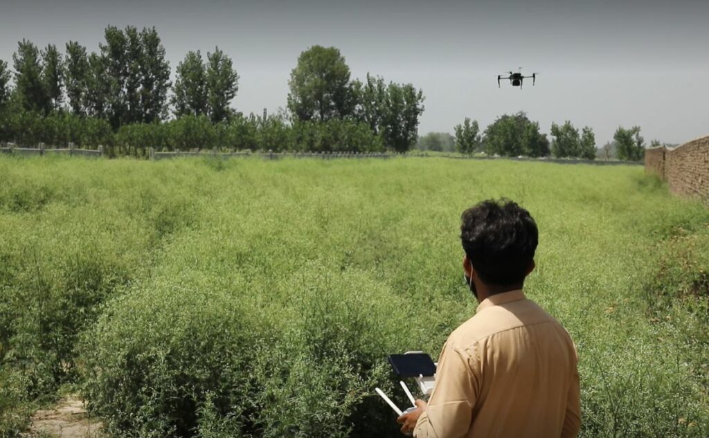 HawkPi flying over a field of Parthenium