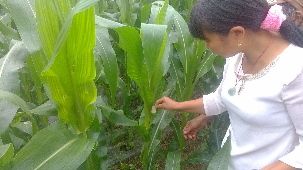 Asian-corn-borer