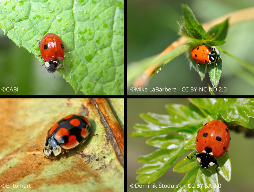 Ladybird