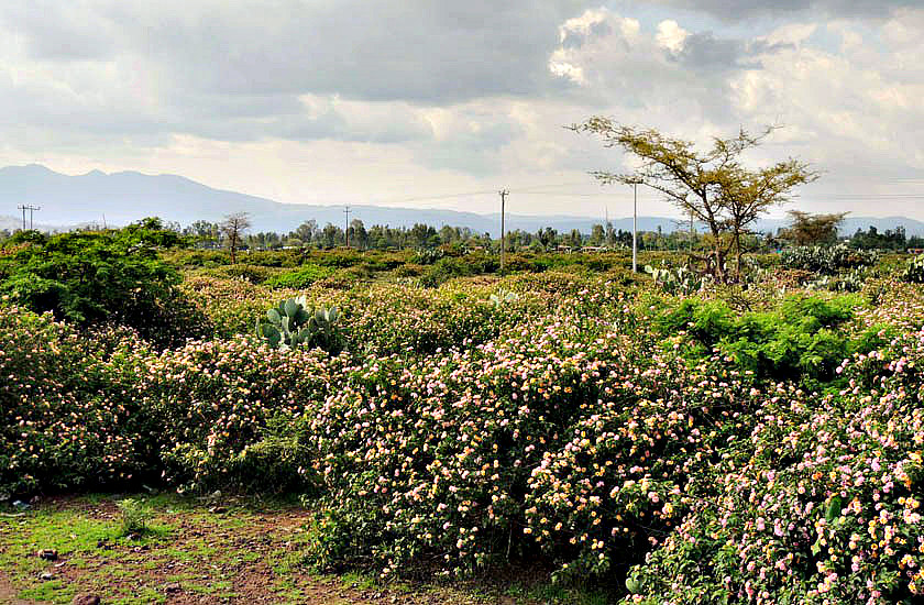 Lantana camara