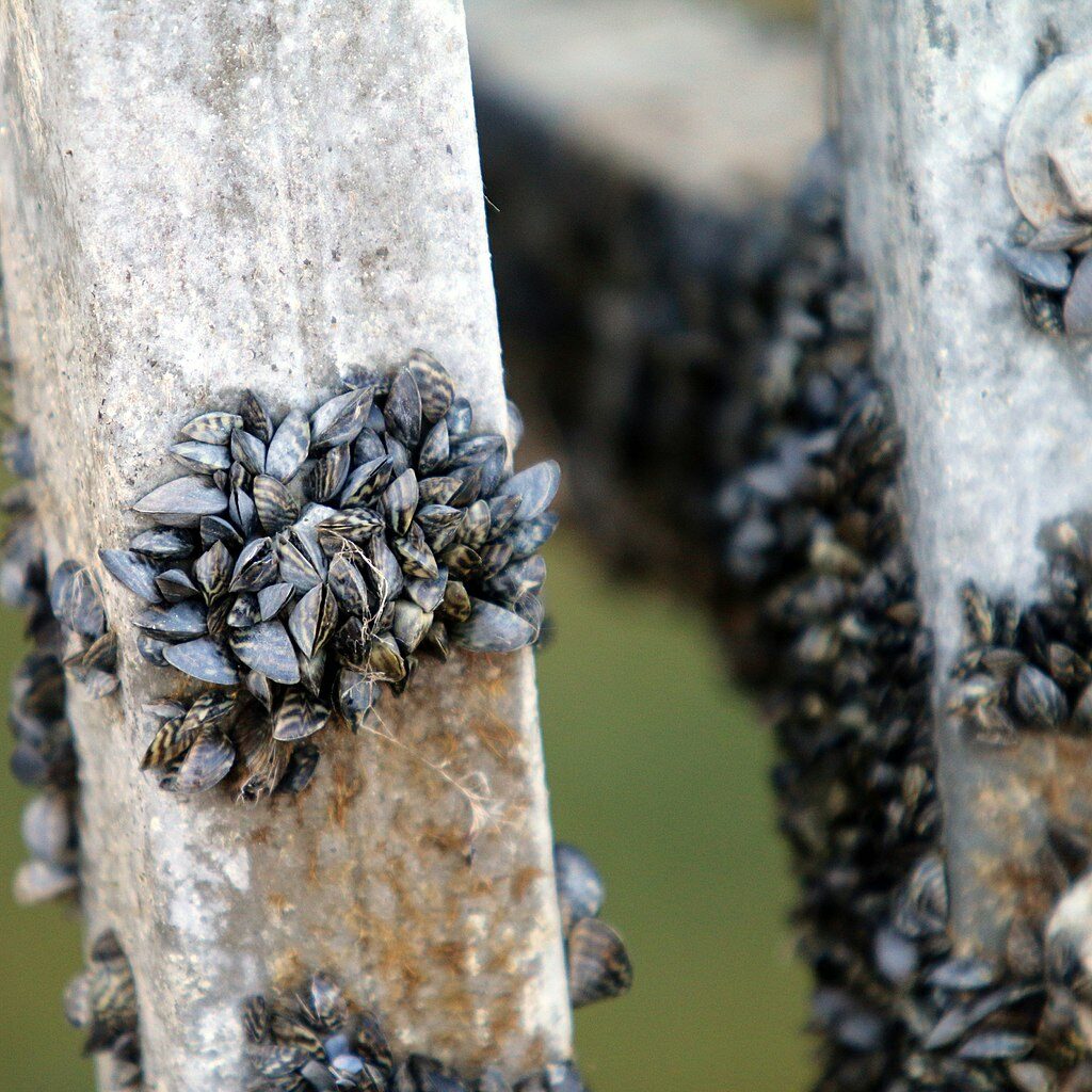 Zebra Mussels invade Fish Trap Lake, Minnesota, USA