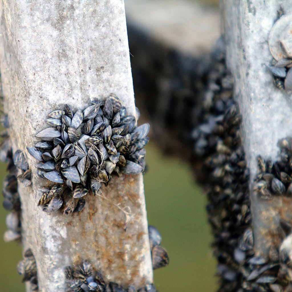 Zebra mussels disrupt ecosystems in Europe and North America