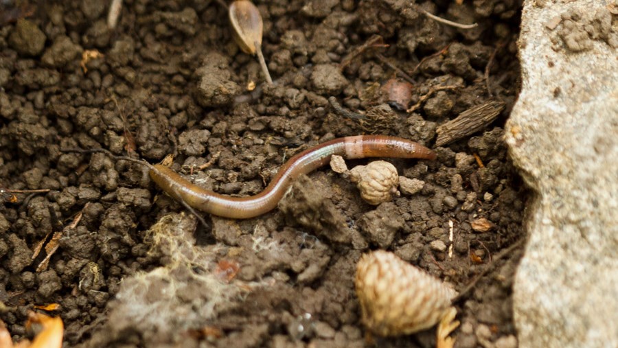 Adult Amynthas agrestis (crazy worm) 