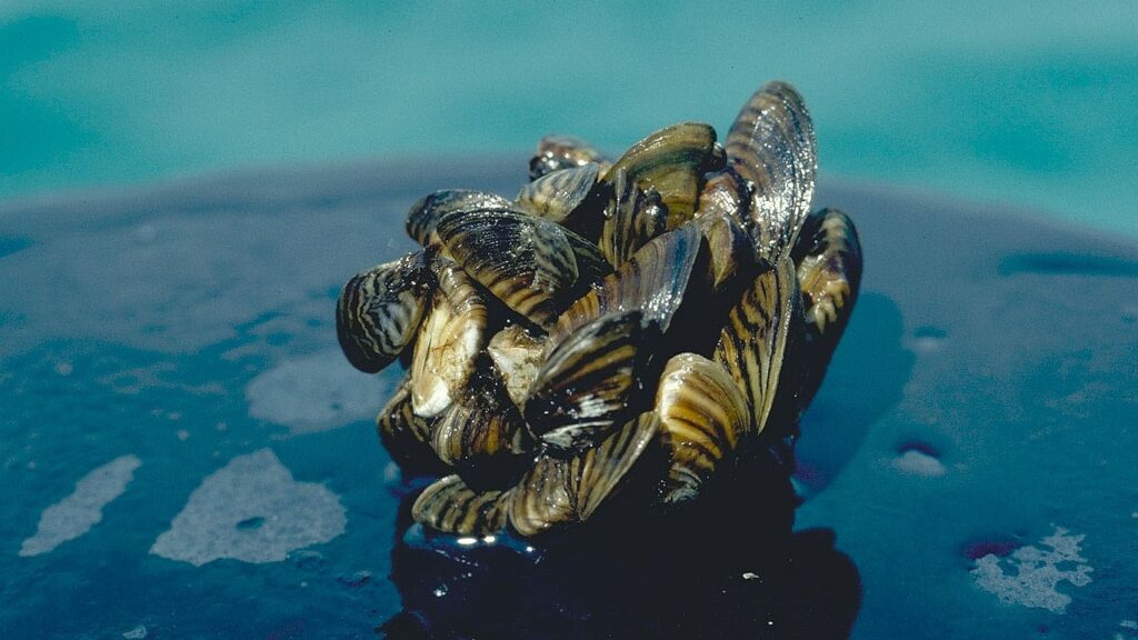 Zebra mussel cluster