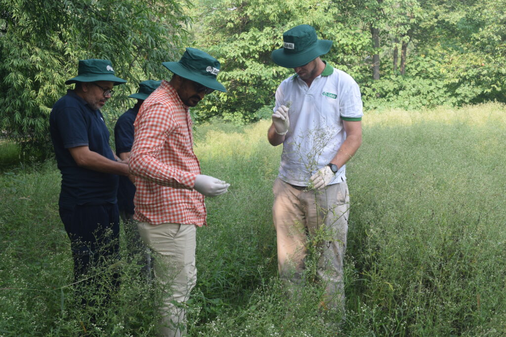 CABI scientists inspect parthenium for the presence of the weevil