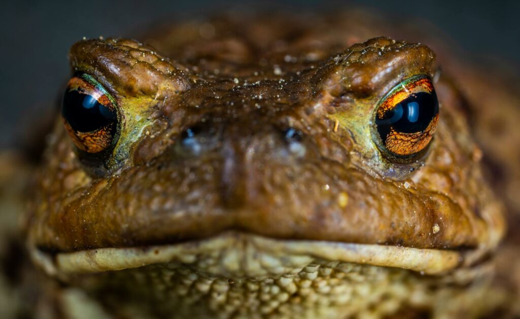 cane toad close up