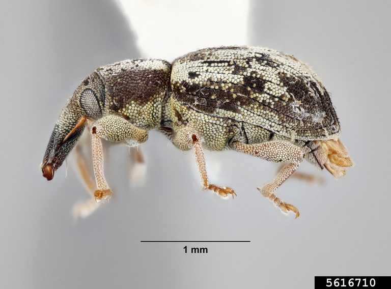 water weevil