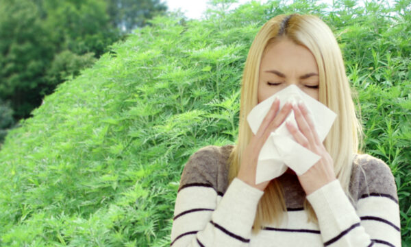 Ragweed