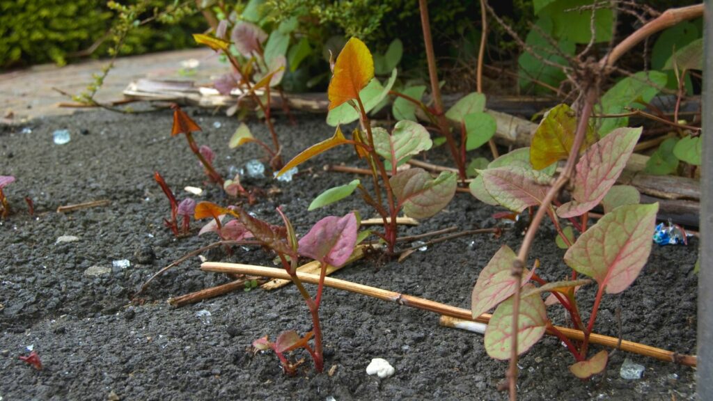 Japanese knotweed growing through tarmac