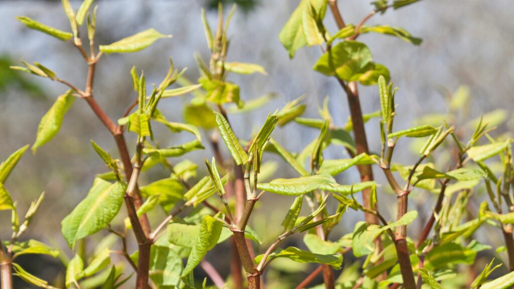 Japanese knotweed