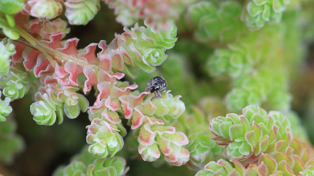 "Azolla with the biocontrol agent Stenopelmus rufinasus, a 2mm long weevil from North America"