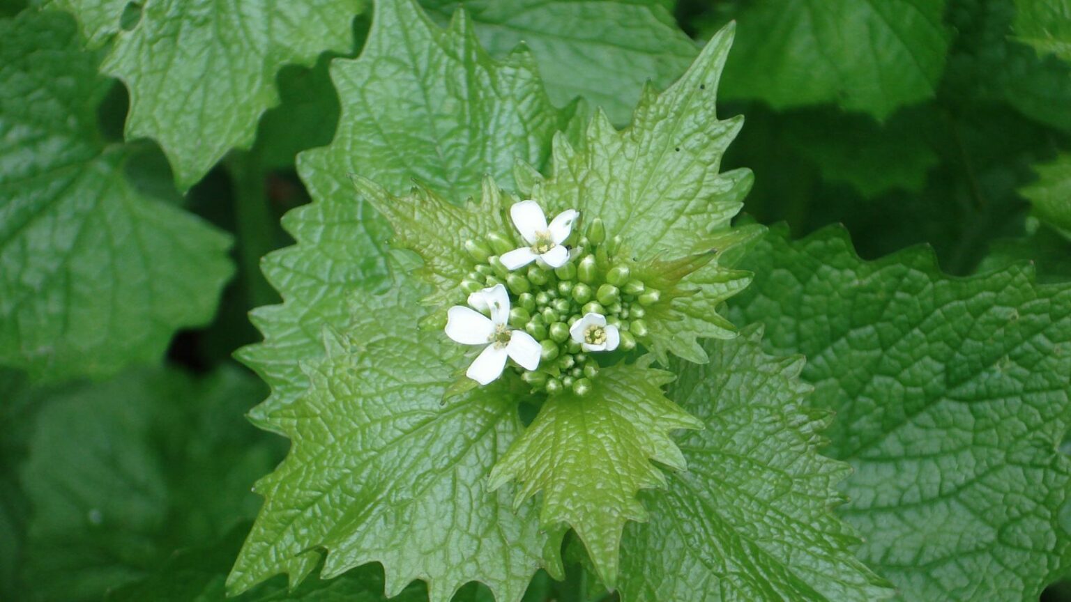 Garlic mustard threatens the rare West Virginia white butterfly