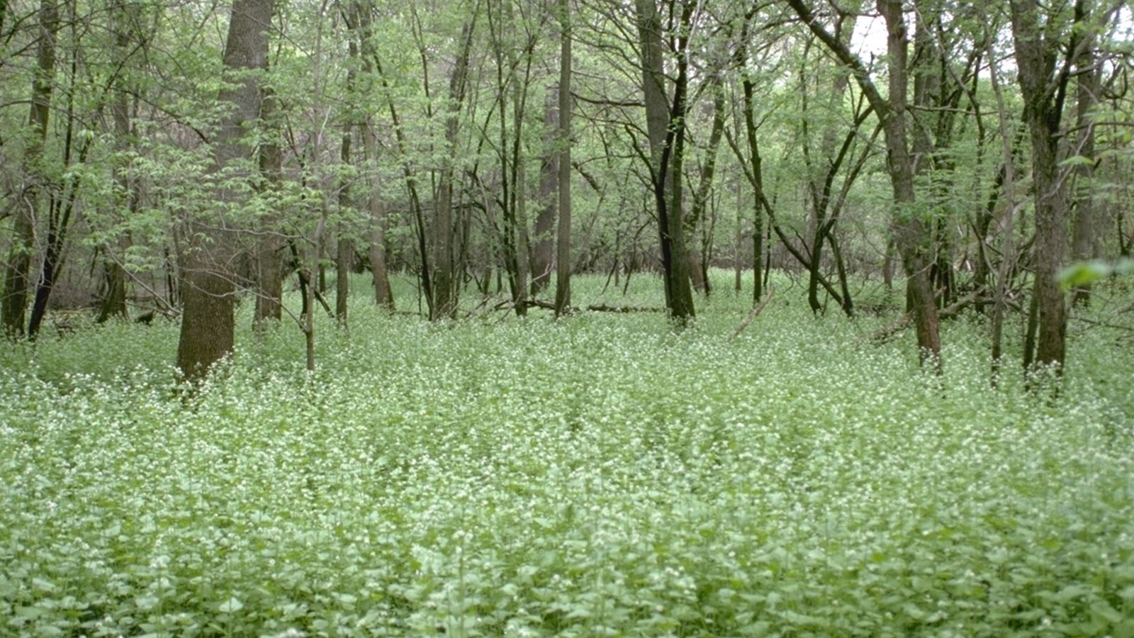 Garlic mustard threatens the rare West Virginia white butterfly