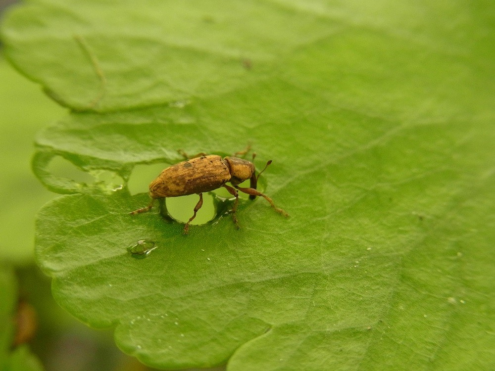 Listronotus-elongatus-weevil