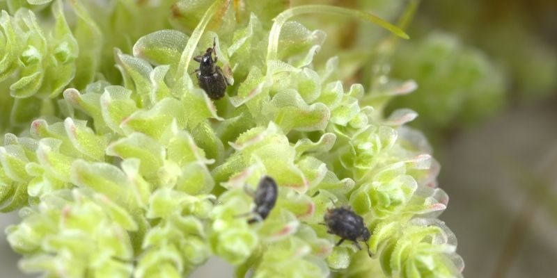 Close up of Azolla weevils