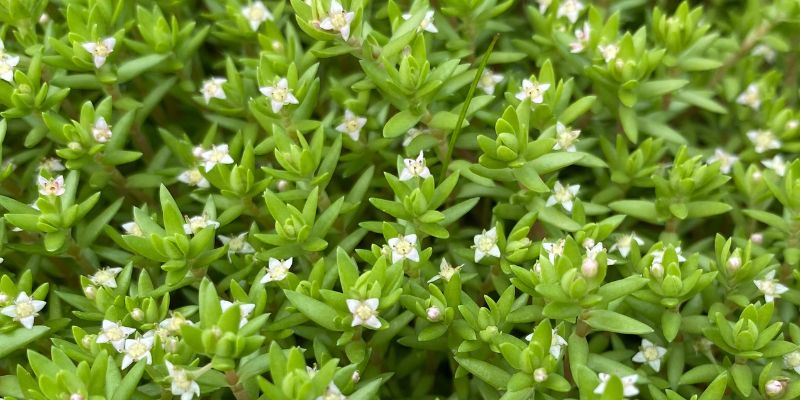 Crassula helmsii