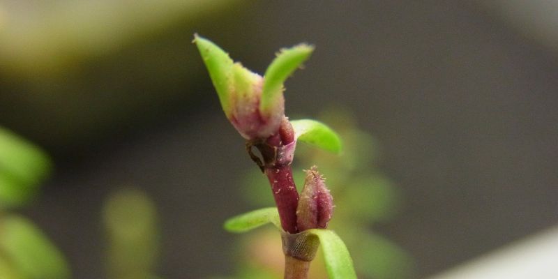 Crassula helmsii gall close up