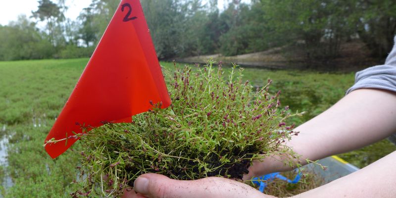 Crassula helmsii release