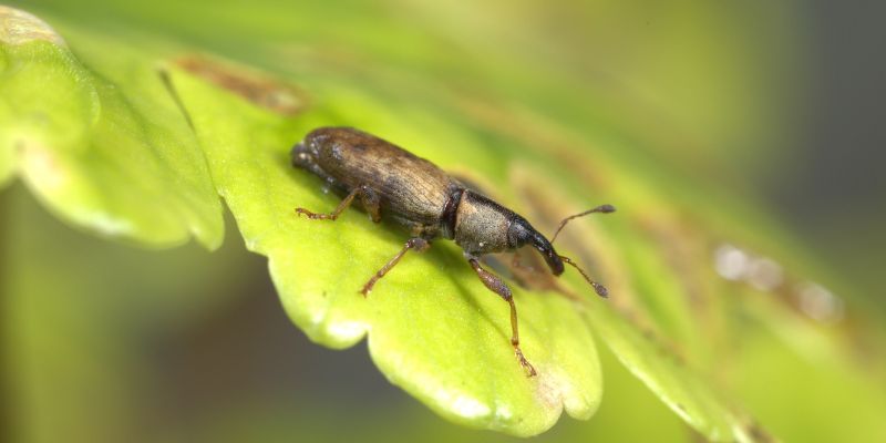 Floating pennywort weevil