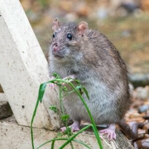 Brown rat