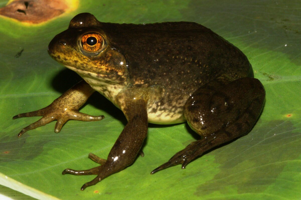 can scientific data on invasive species protect endangered species
