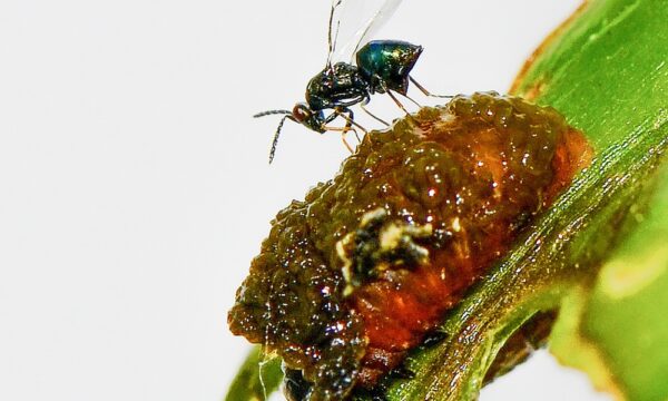 05 Tetrastichus setifer parasitizing a lily leaf beetle larva