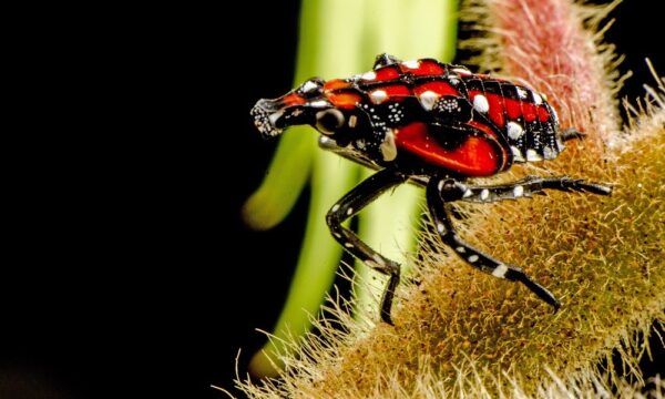 An image of a spotted lanternfly features in one of our most read blogs this year.