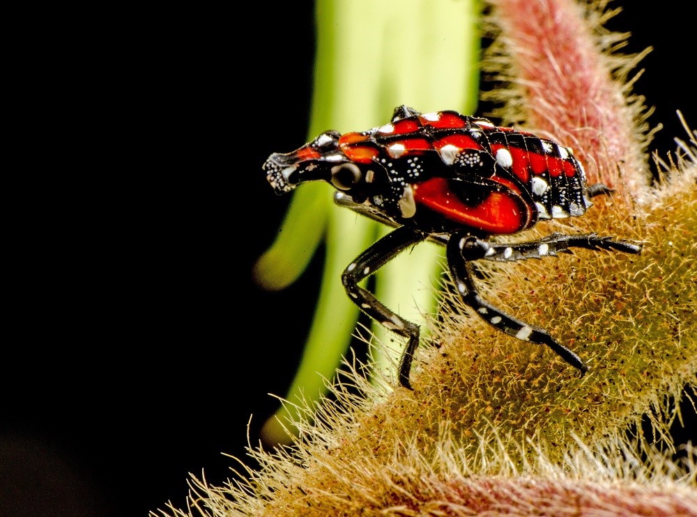 An image of a spotted lanternfly features in one of our most read blogs this year.
