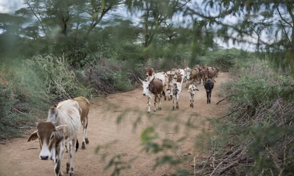 17Baringo