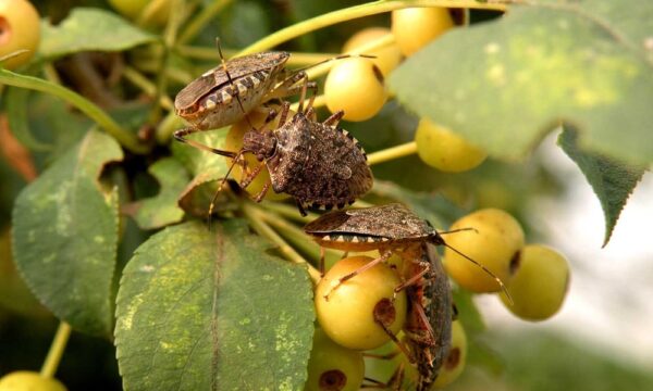 Brown marmorated stink bug adults_8517445959_o